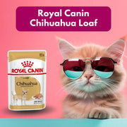 Cat wearing sunglasses with a Royal Canin Chihuahua Loaf package on a pink background