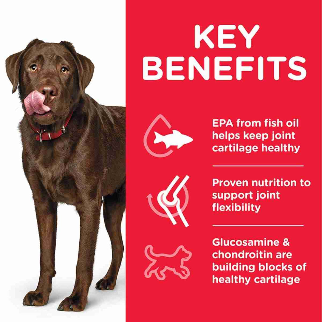 Large dog mobility support