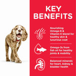 Load image into Gallery viewer, Hill&#39;s 11+ mini breed nutrition
