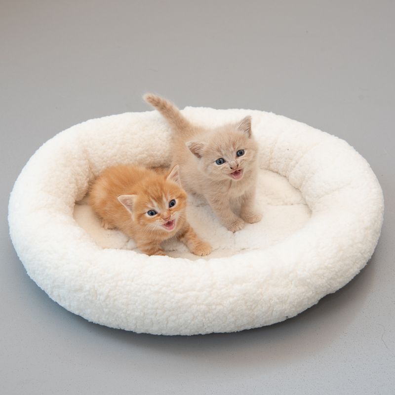 Two kittens on a white donut-shaped pet bed against a gray background