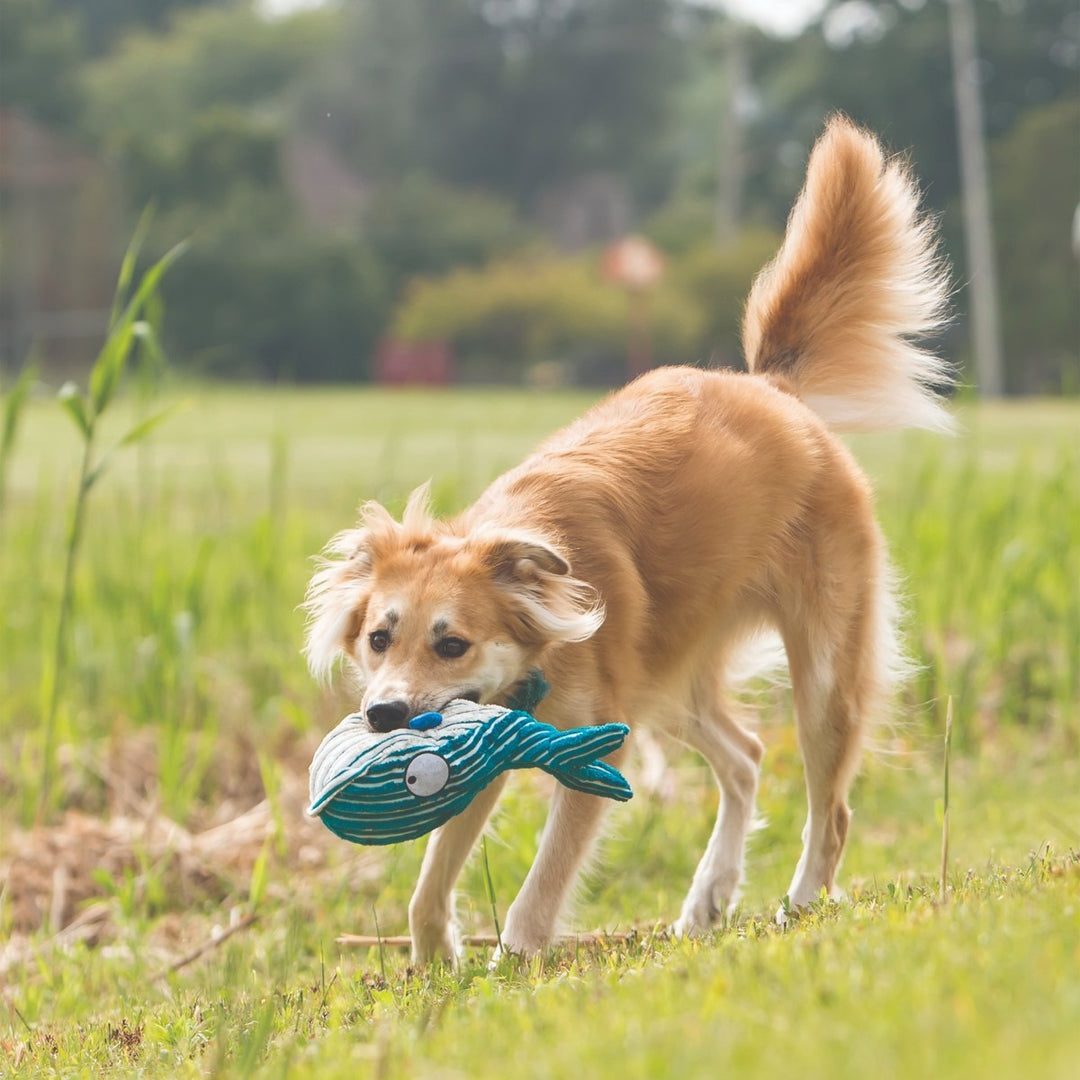 Dog playing with a toy in a grassy field