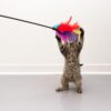 Feather Waggler Cat Toy-Alifant Supplier