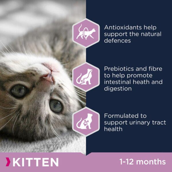 Eukanuba Healthy Start Kitten-Alifant Food Supplier