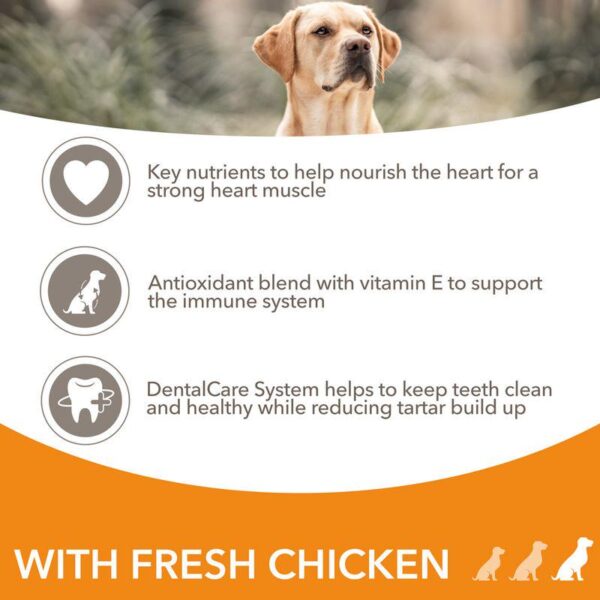 IAMS Advanced Nutrition Senior Large Dog - Chicken-Alifant Food Supplier