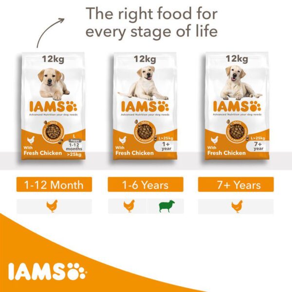 IAMS Advanced Nutrition Adult Large Dog - Chicken-Alifant Food Supplier