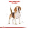 Royal Canin Beagle Adult-Alifant Food Supplier