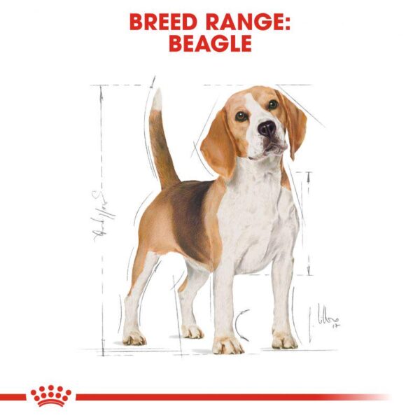 Royal Canin Beagle Adult-Alifant Food Supplier