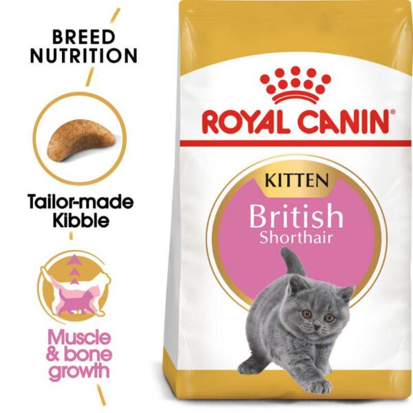 Royal Canin British Shorthair Kitten-Alifant Food Supplier