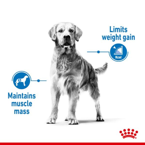 Royal Canin Medium Light Weight Care-Alifant Food Supplier