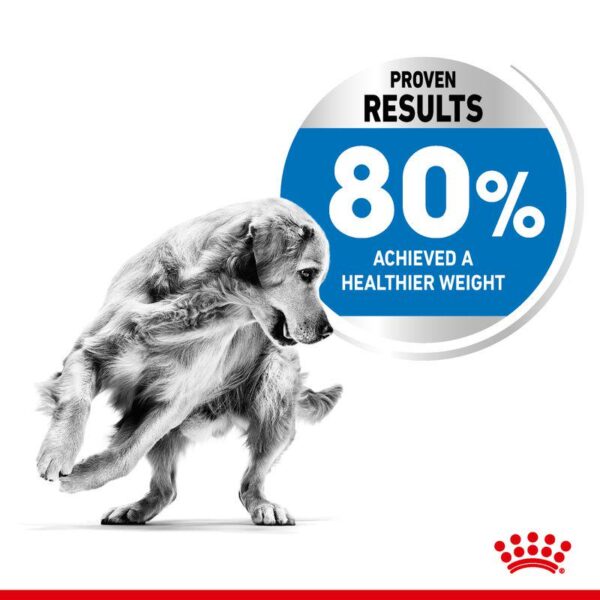 Royal Canin Medium Light Weight Care-Alifant Food Supplier