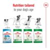 Royal Canin Mini Adult 8+_Alifant Food Supplier