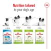 Royal Canin X-Small Adult-Alifant Food Supplier